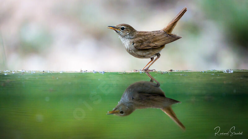 Common Nightingaleadult