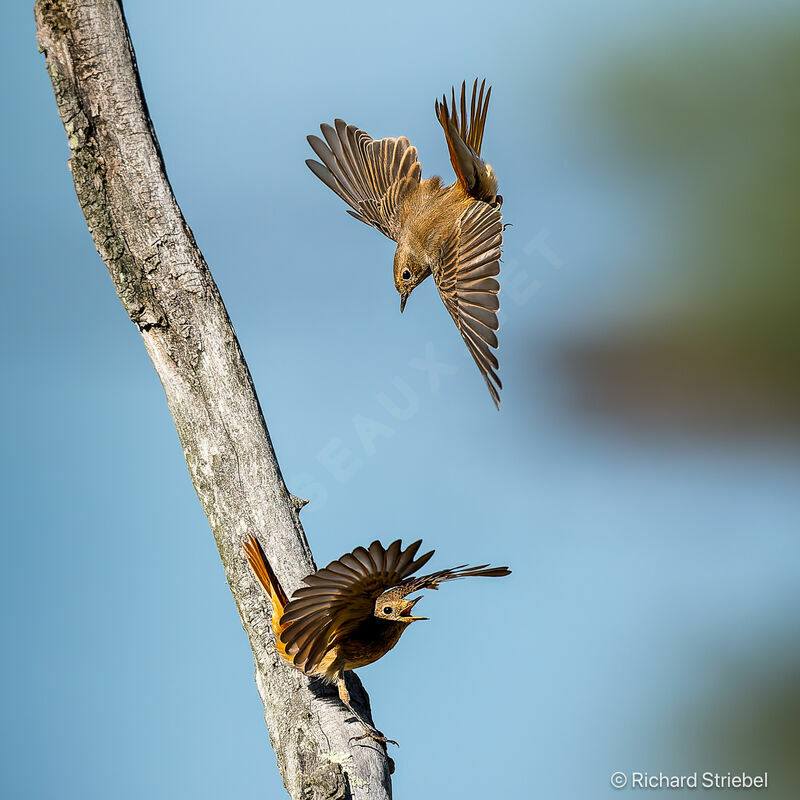 Common Redstart female First year, Flight