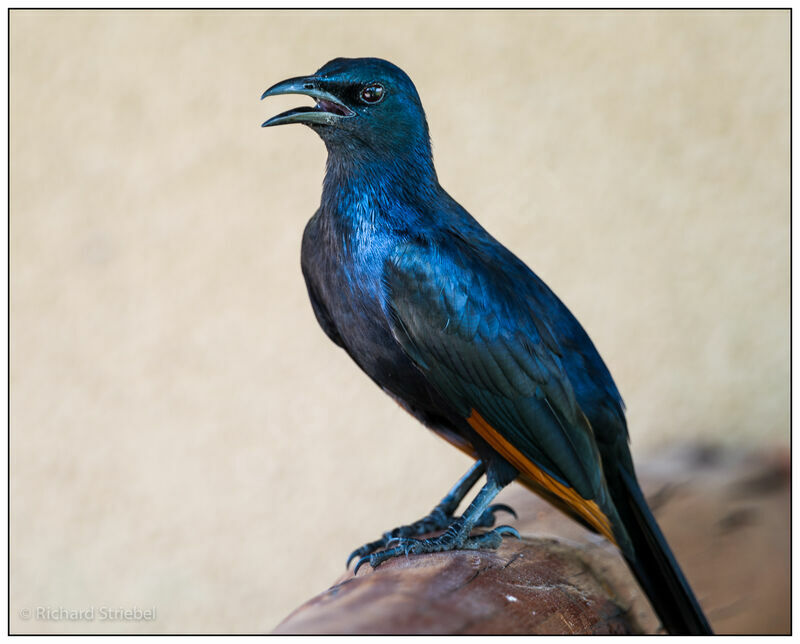 Red-winged Starling