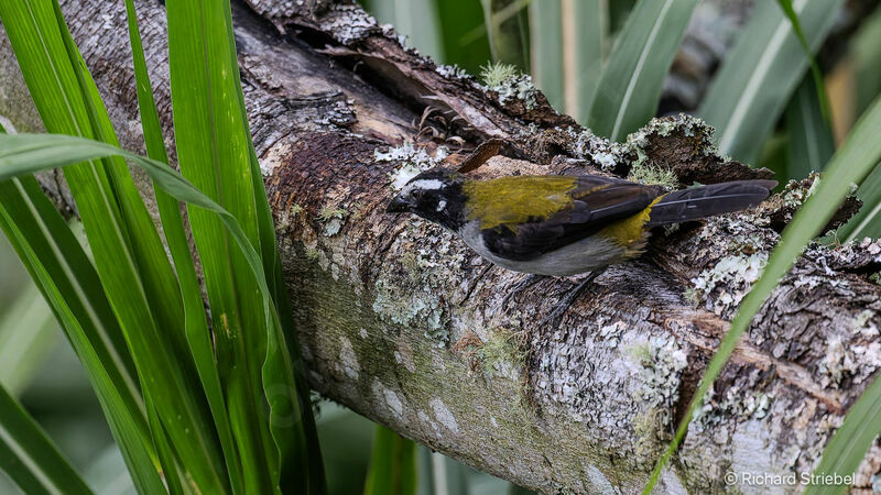 Black-winged Saltator