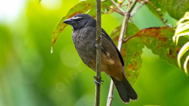 Cinnamon-bellied Saltator