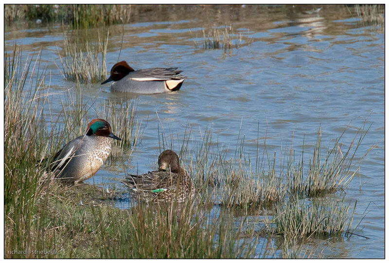 Eurasian Teal