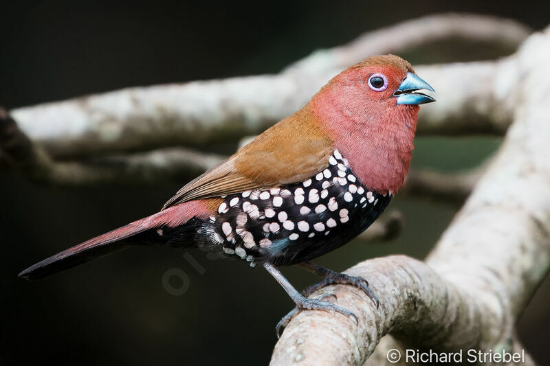 Pink-throated Twinspot male adult breeding