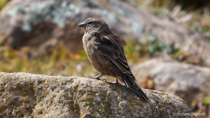 Serin de Symons femelle adulte