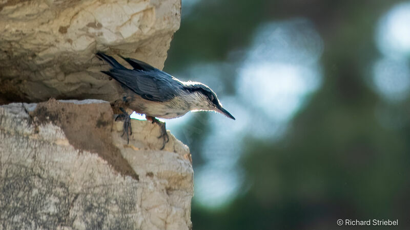 Western Rock Nuthatch