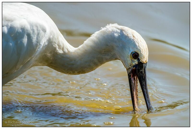 Eurasian Spoonbill, feeding habits