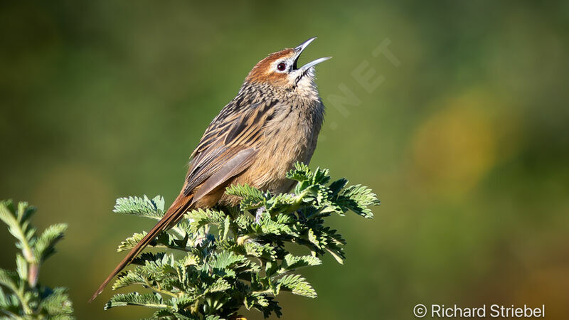 Cape Grassbird, song