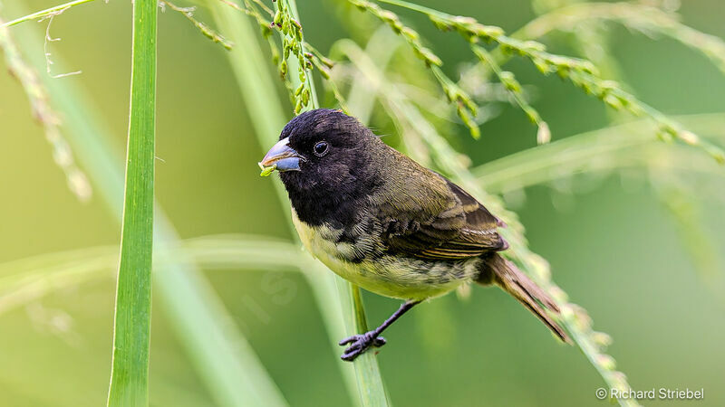 Yellow-bellied Seedeater