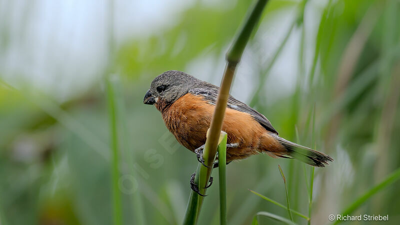 Ruddy-breasted Seedeater