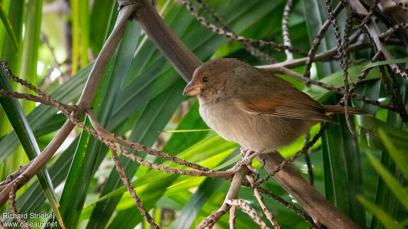 Lesser Antillean Bullfinch female adult, identification