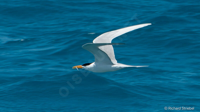 Lesser Crested Ternadult, Flight, feeding habits