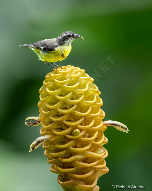 Sucrier à ventre jaune