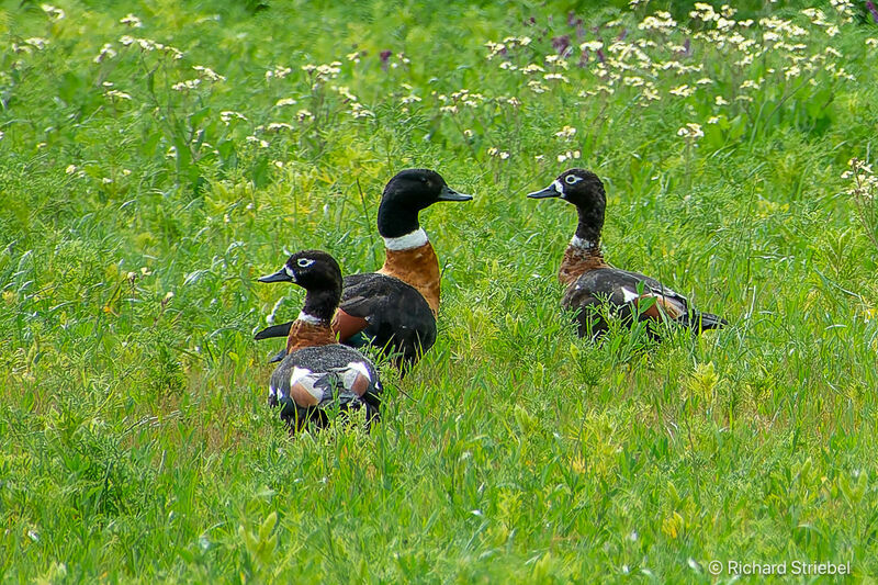 Australian Shelduck male adult breeding, walking