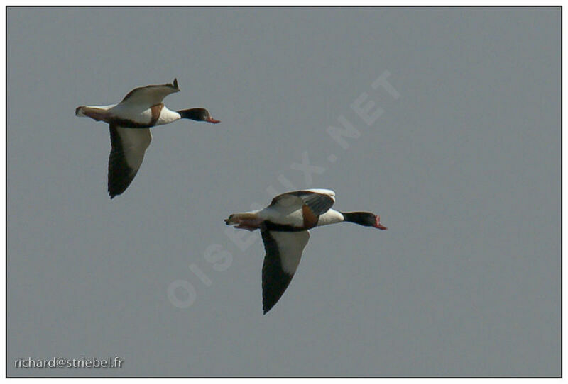 Common Shelduck