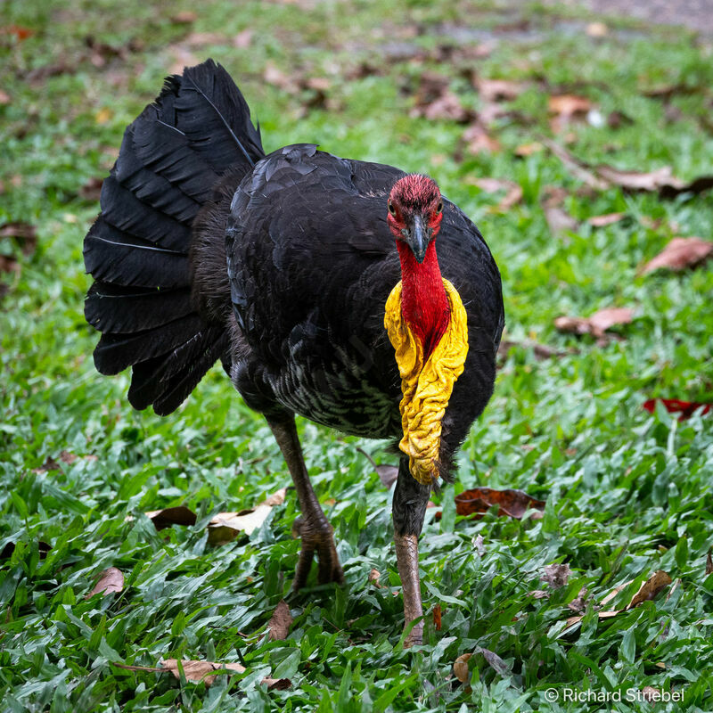 Australian Brushturkey