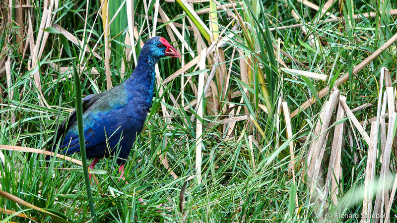 African Swamphen