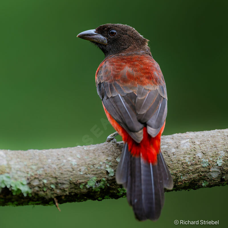 Crimson-backed Tanager