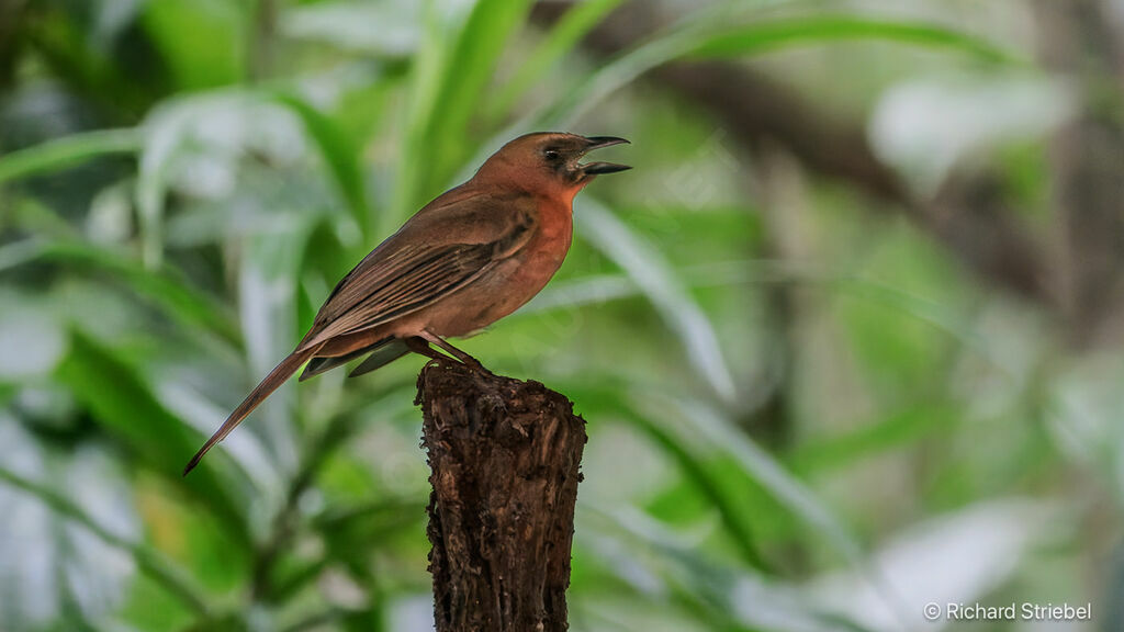 Tangara à gorge rouge - Habia à gorge rouge<br />