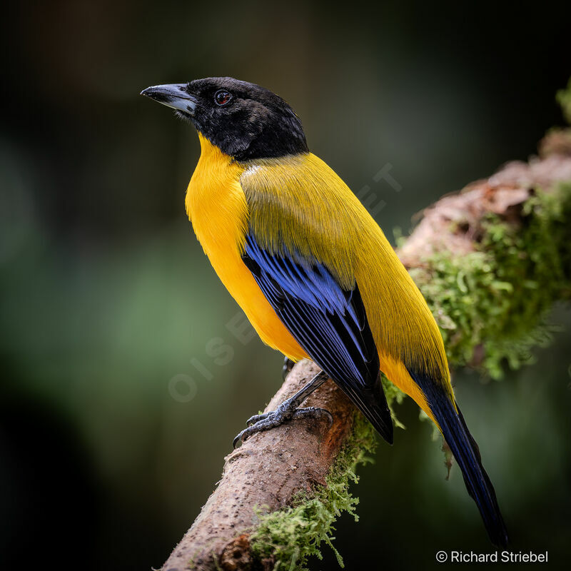 Black-chinned Mountain Tanager