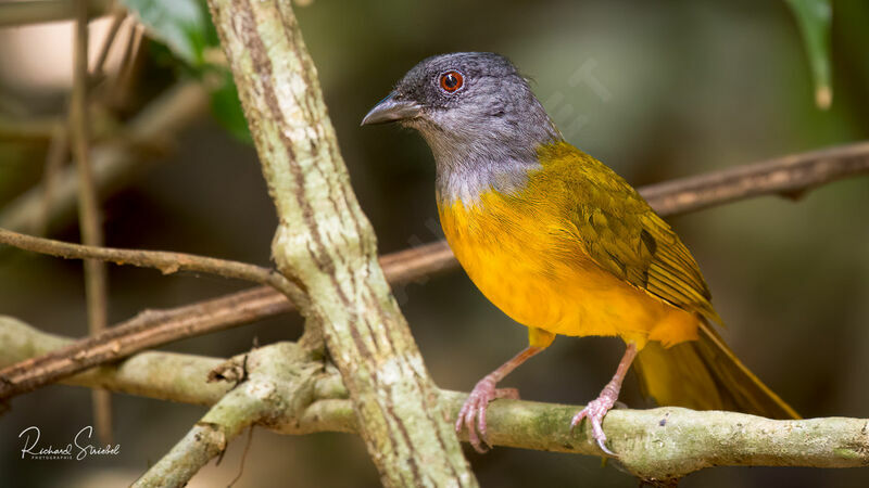 Grey-headed Tanager