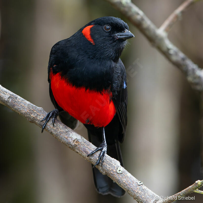 Scarlet-bellied Mountain Tanager