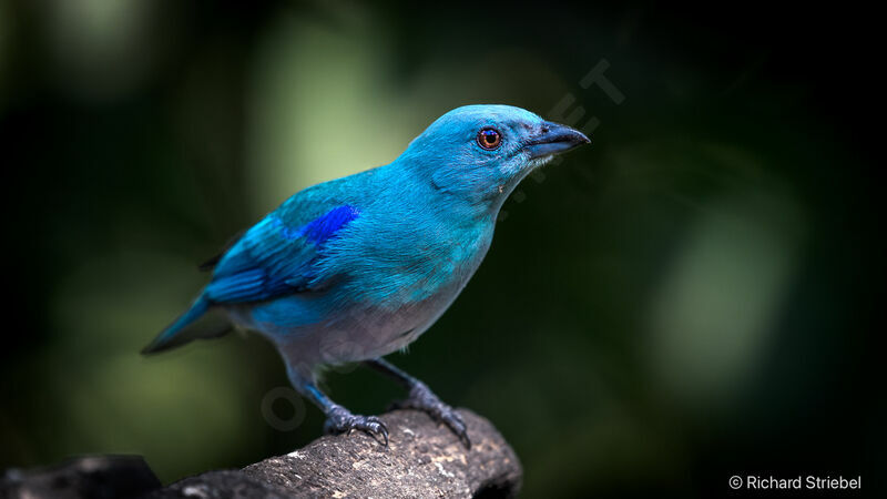 Blue-grey Tanager