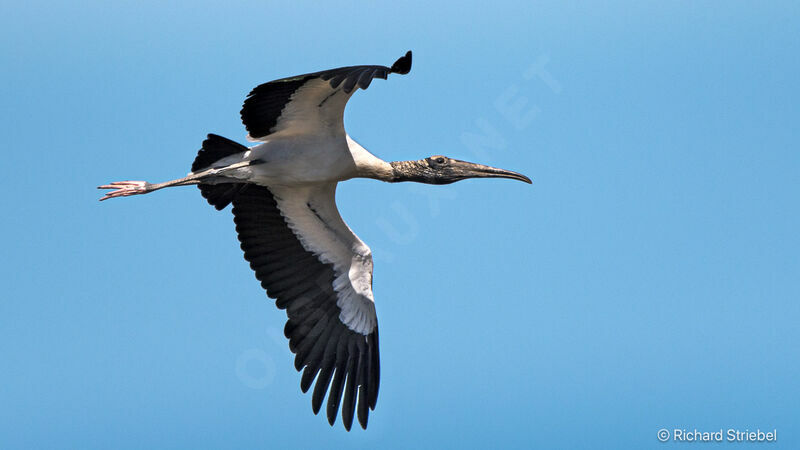 Tantale ibis