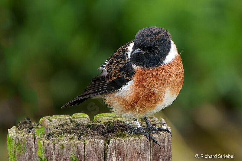 African Stonechat