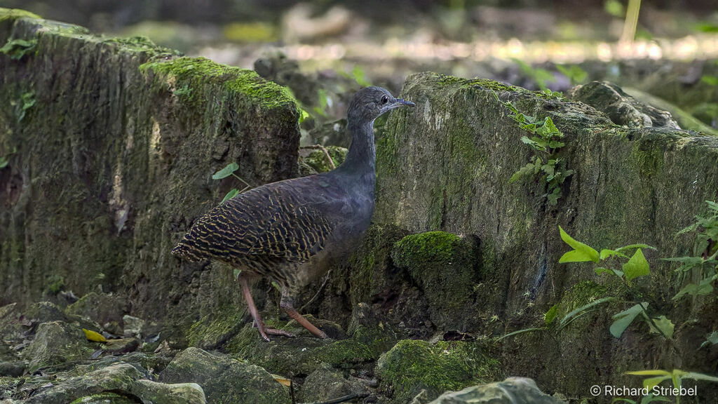 Slaty-breasted Tinamou