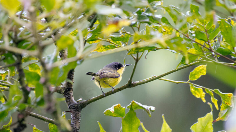 Common Tody-Flycatcher, close-up portrait