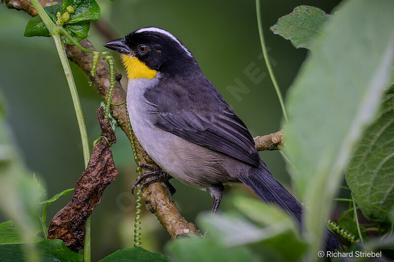 White-naped Brushfinch