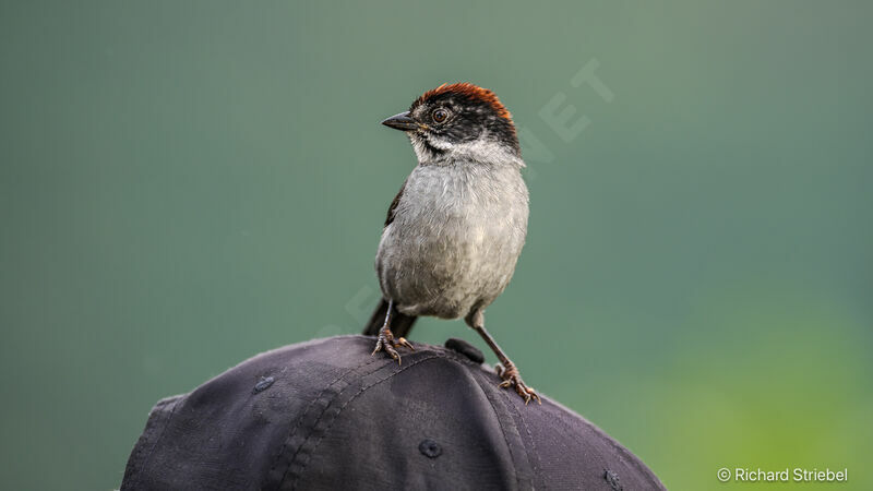 Slaty Brushfinch