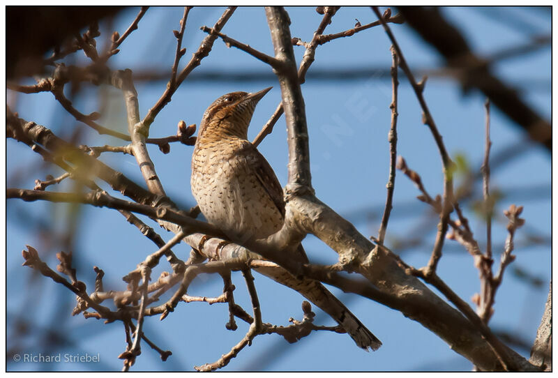 Eurasian Wryneck