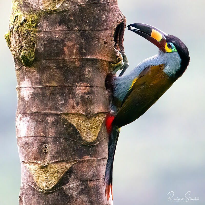 Plate-billed Mountain Toucanadult, habitat, feeding habits, eats, Reproduction-nesting