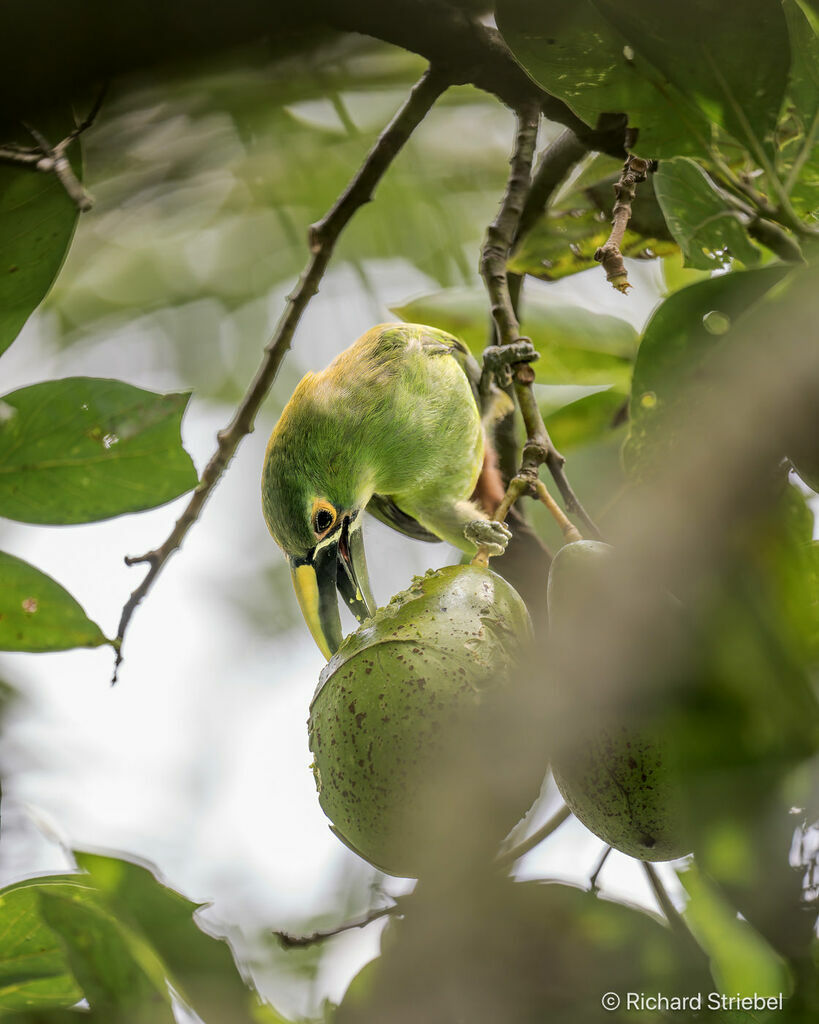 Toucanet des Andes, régime, mange