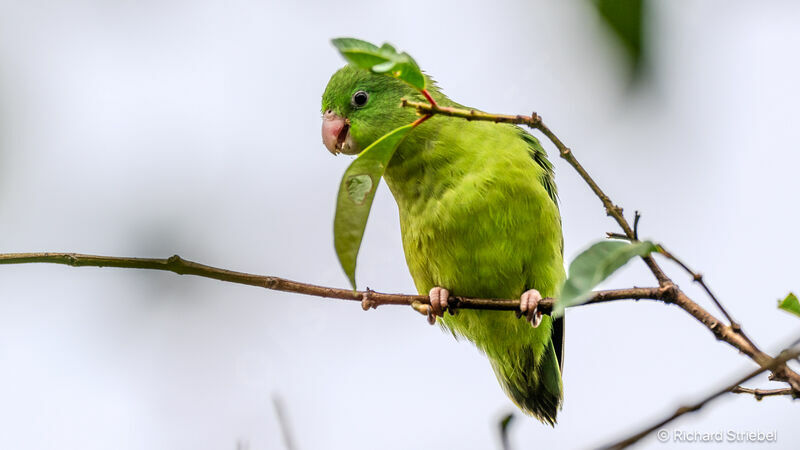 Spectacled Parrotlet