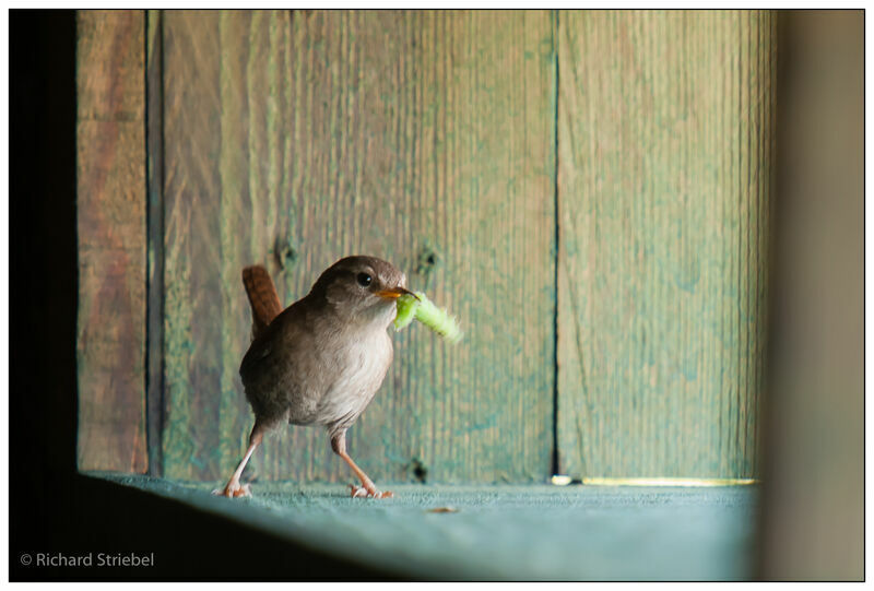 Eurasian Wren, feeding habits, Behaviour