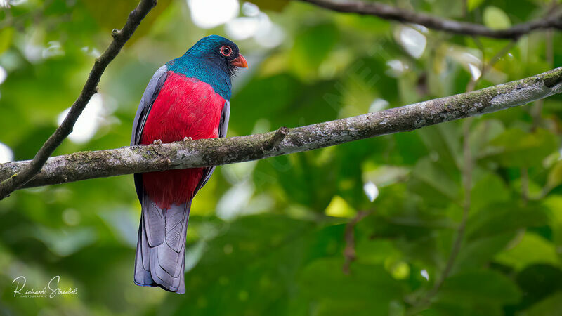 Trogon de Masséna