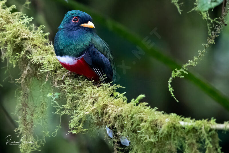 Masked Trogon male