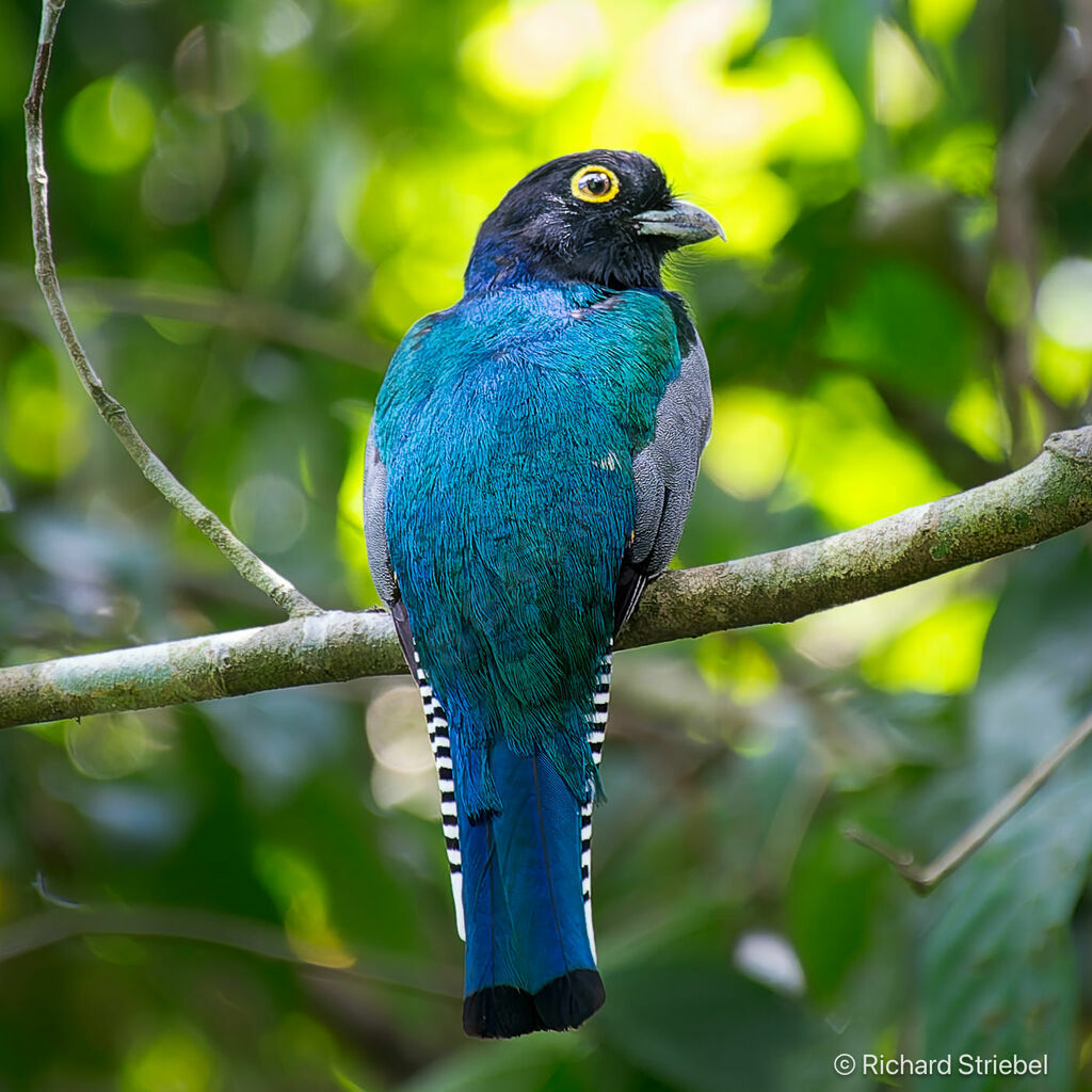 Trogon pattu