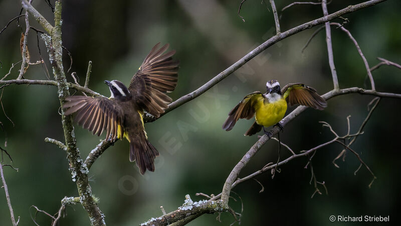 Rusty-margined Flycatcher