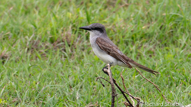 Grey Kingbird