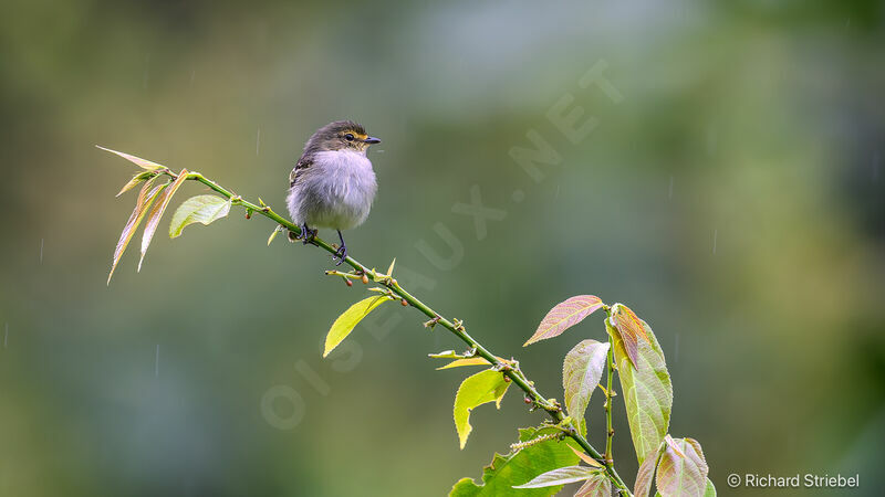 Golden-faced Tyrannulet