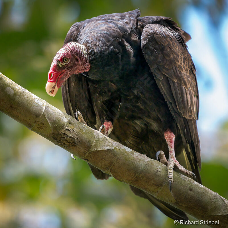 Urubu à tête rouge