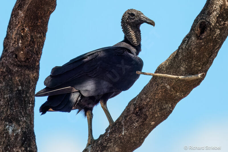 Black Vulture