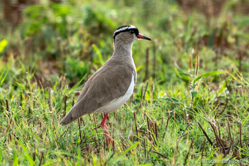 Crowned Lapwing