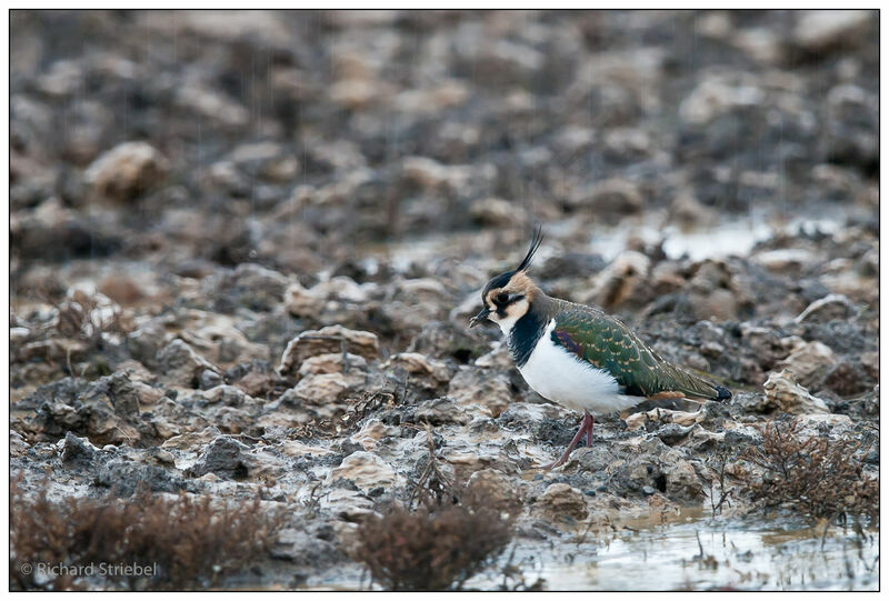 Northern Lapwing