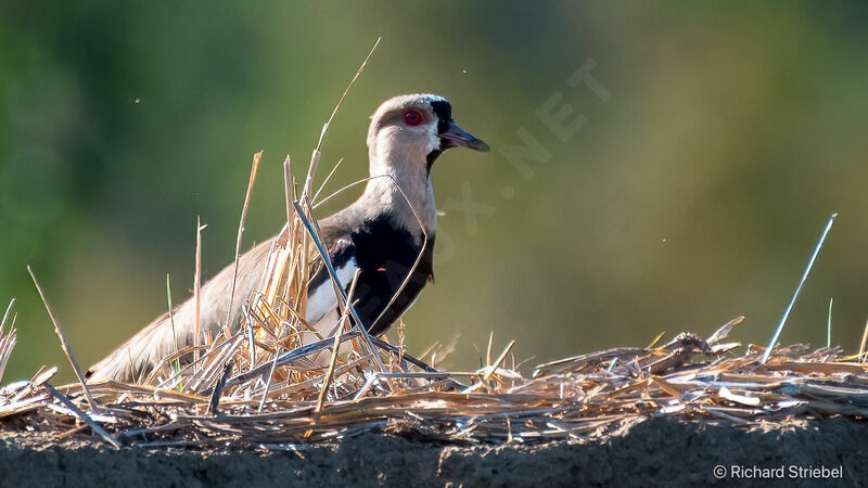 Southern Lapwing