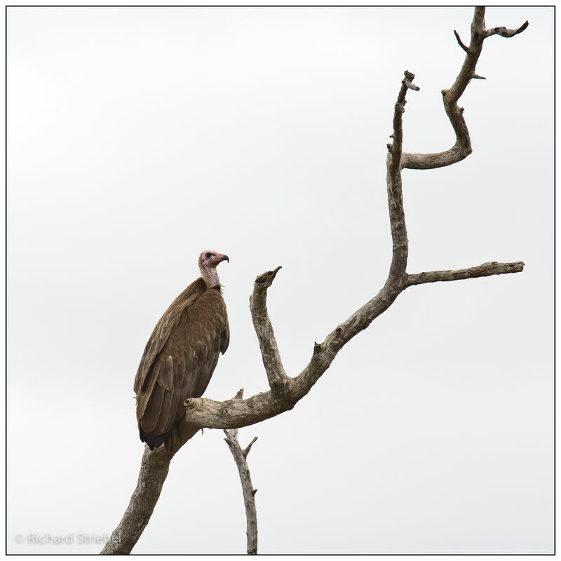 Hooded Vulture