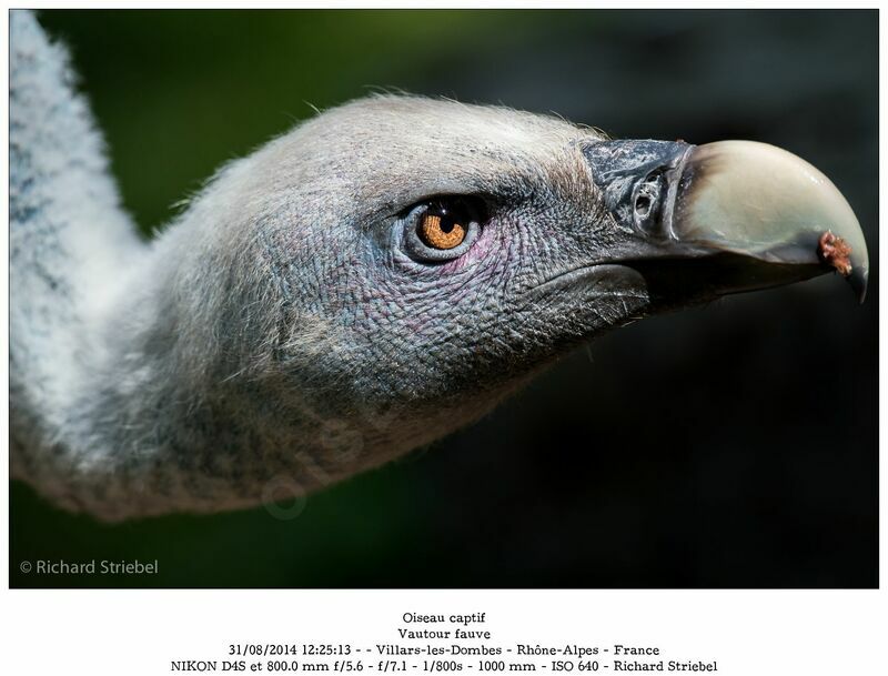 Griffon Vulture